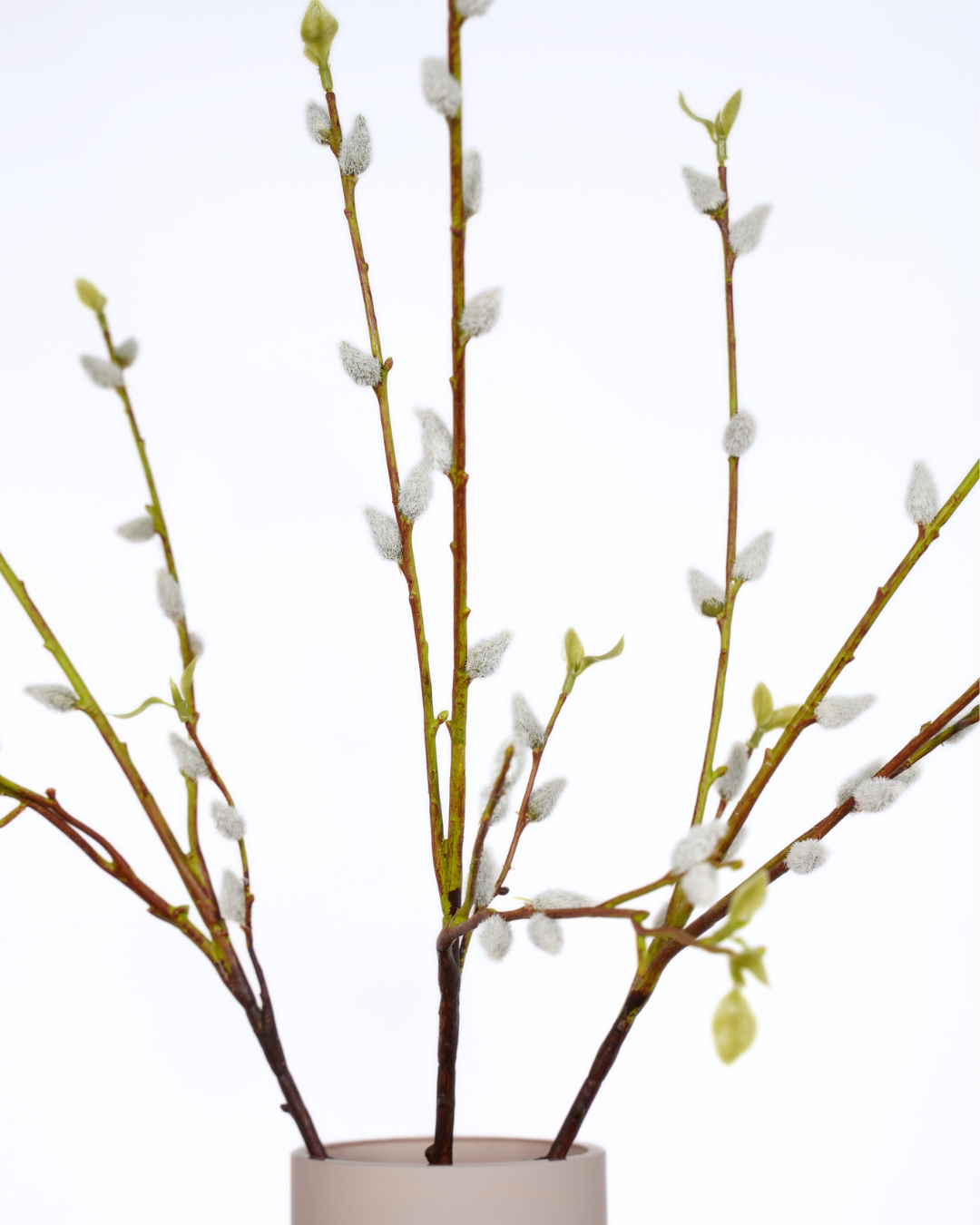 Pussy willlow set wit