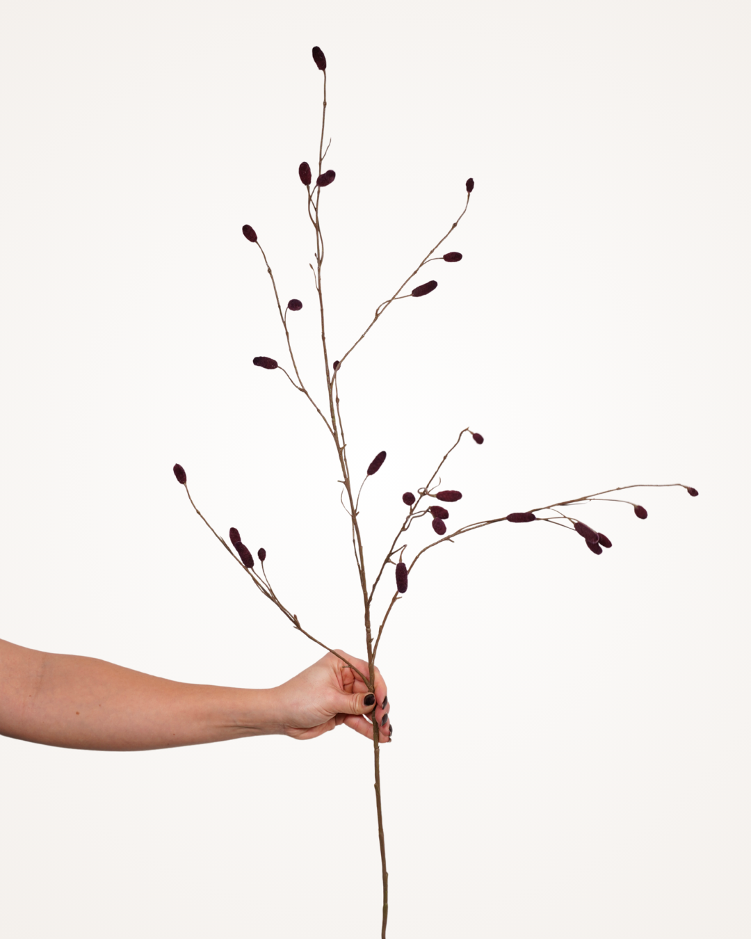 Sanguisorba spray bordeaux