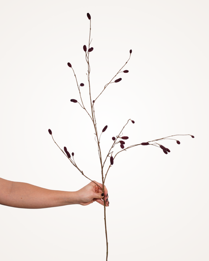 Sanguisorba spray bordeaux