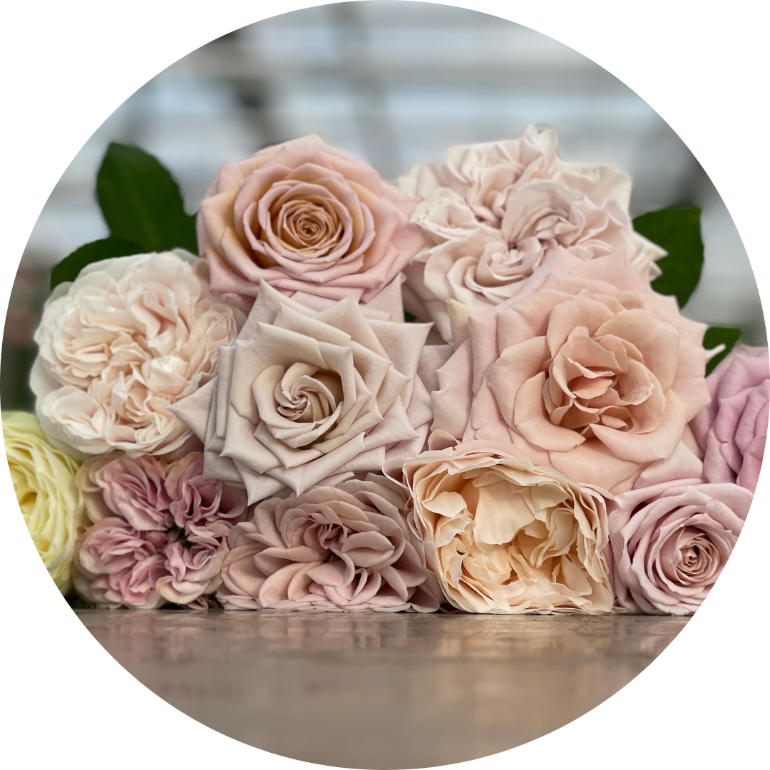 Chiffon Roses Vip Roses Vip Roses