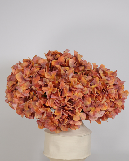 Hortensia koraal