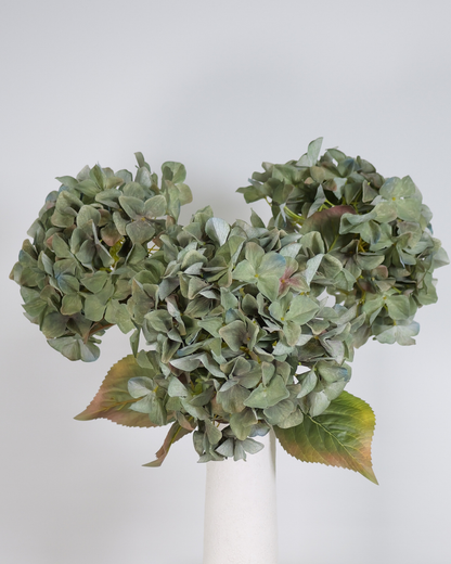 Hortensia groen