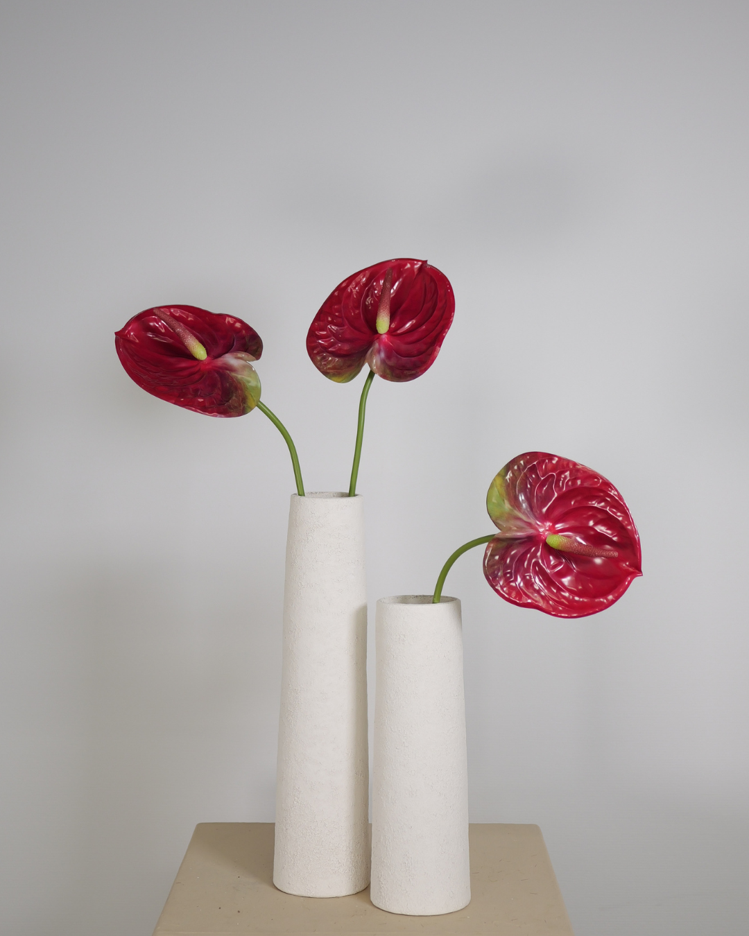 Tak Anthurium