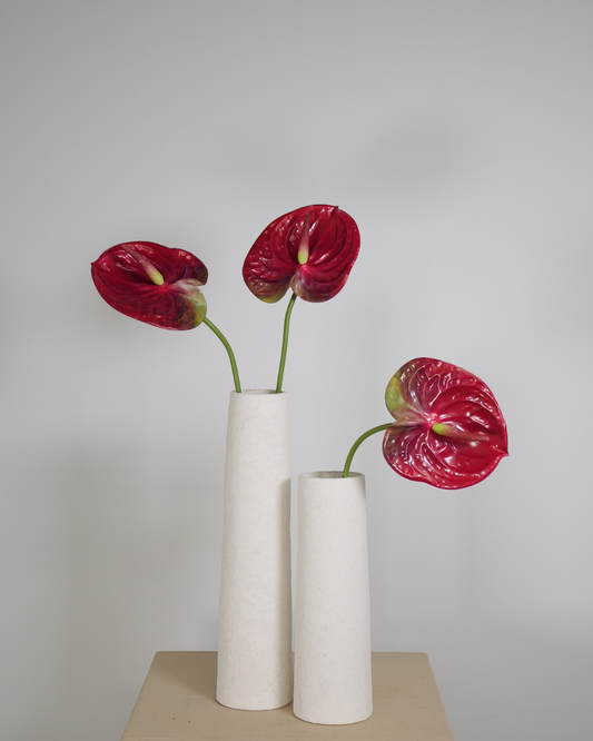 Tak Anthurium