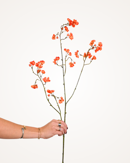 Euonymus tak oranje