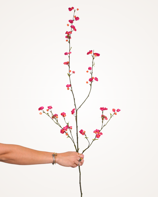 Euonymus tak roze oranje